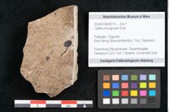 Foto (Objekt + Etikett) von Callitris brongniartii Endl. (NHMW-GEO-2024-0188-8210)